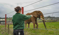Shaka the African Elephant with Female keeper doing a scatter feed in back field 