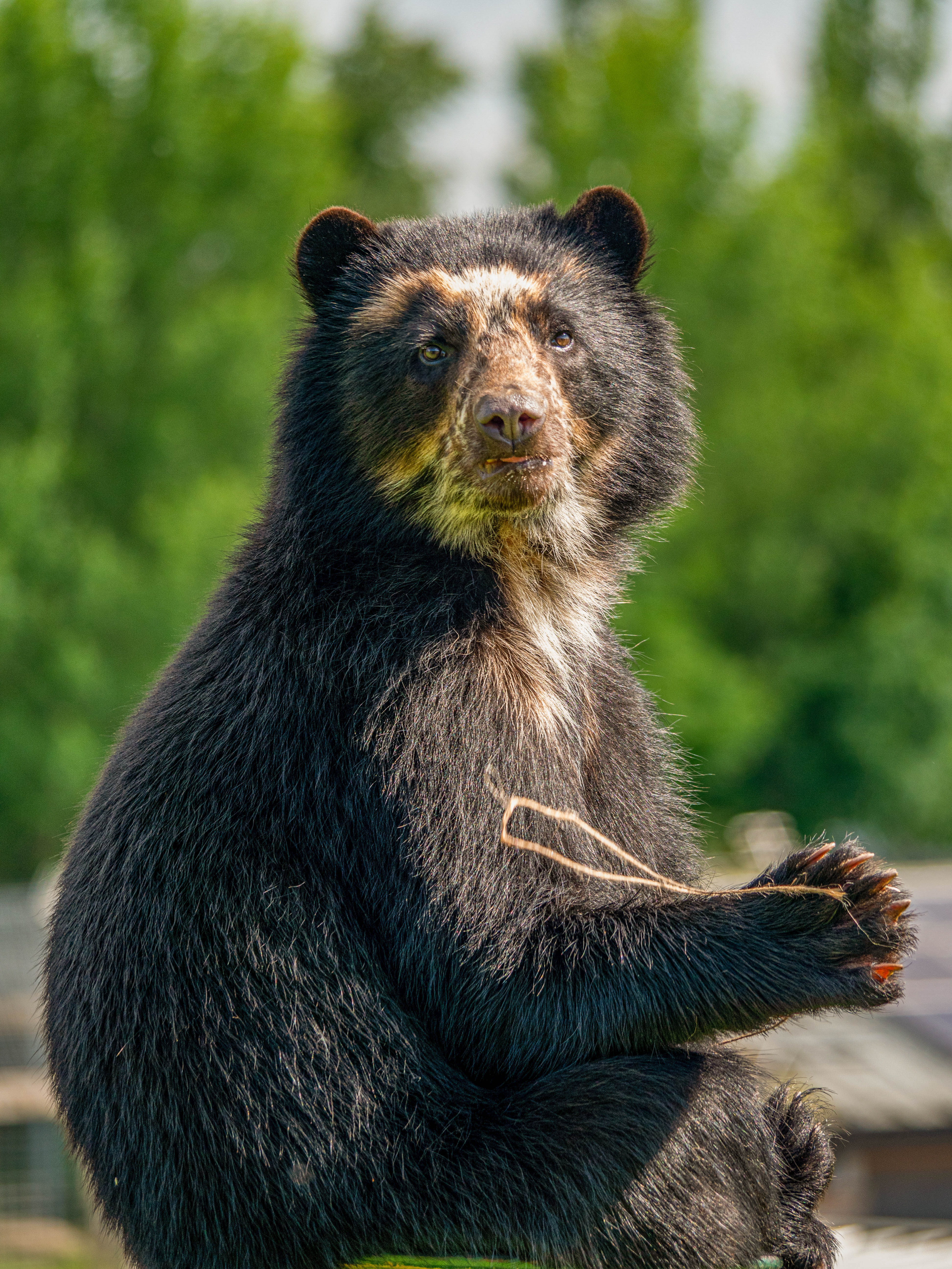 Summersetsafaripromotionbear (1 Of 1)