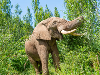 Elephanteden (12)