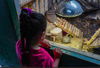 Young girl with her black hair tied up in a plat, with a bright pink bobble and a bright pink top looks through the glass at a tortoise in the Reptile house.  