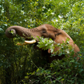 Sutton the African Elephant enjoys the newly reopened willow plantation 