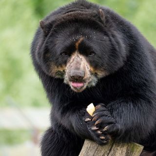 Razu