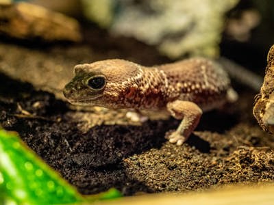 Fat Tailed Gecko
