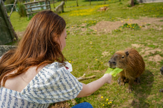 Mollycapybaraencountermay2025 5 Of 26