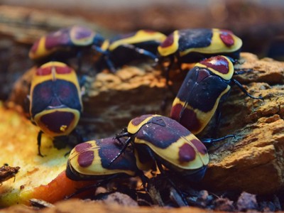 Sun Beetles