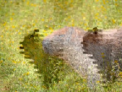 Capybara (1)