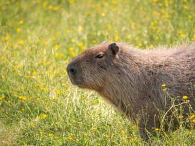Capybara (1)