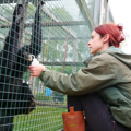 Keeper with red hair feeds black furred siamang gibbon. 