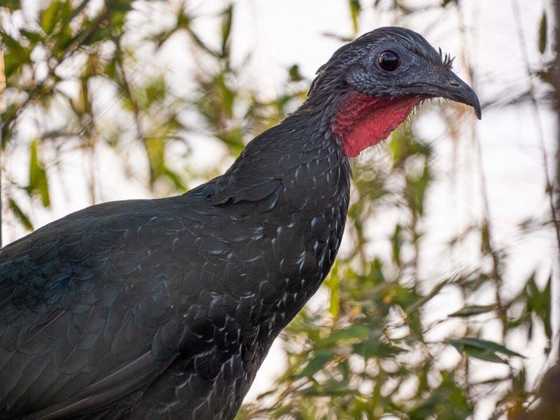Spix's Guan 1