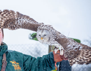 Bramley The Ural Owl Flying In The Snow