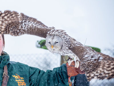 Bramley The Ural Owl Flying In The Snow