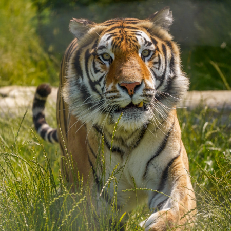 Aqua the rescue tiger in his habitat, walking towards the camera. 