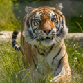 Aqua the rescue tiger in his habitat, walking towards the camera. 
