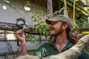 Keeper smiles at Cotton Top Tamarin as he hand feeds it.