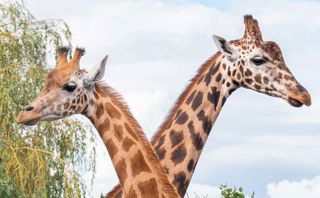 Giraffe 4