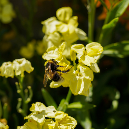 Bee on a yellow flower