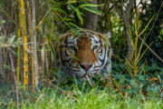 Aqua the Tiger's head is visible as he lies on the grass, amongst the shrubbery and looks towards the camera. 