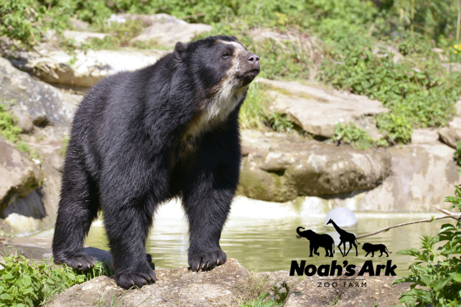 National Bear Awareness Week Are You Bear Aware?