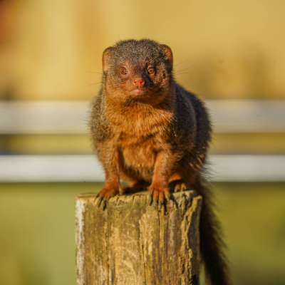 Dwarf Mongoose sits on wooden log and looks directly at camera