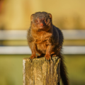Dwarf Mongoose sits on wooden log and looks directly at camera