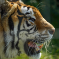 Aqua the rescue Tiger side profile 