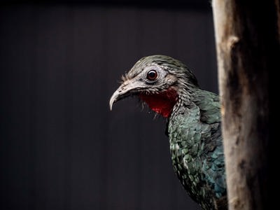 Spix Guan