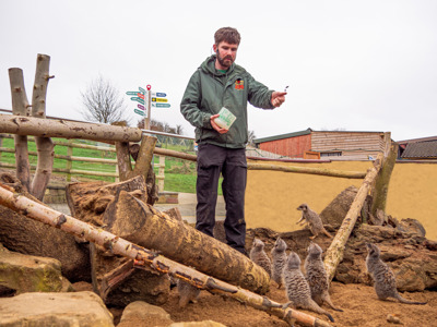 Meerkat Talk