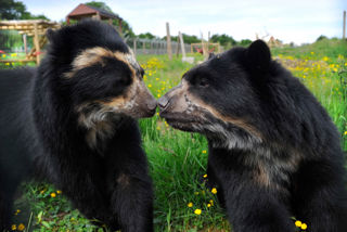 Spectacled Bear Encounter 2