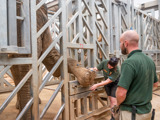 Elephant Protected Contact Training (22 Of 146)