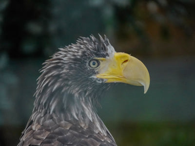 Stellersseaeagle2025 (5 Of 11)