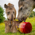 Two tapirs enjoy a frozen ice block made up of different colours and flavours including red, orange yellow and green. 