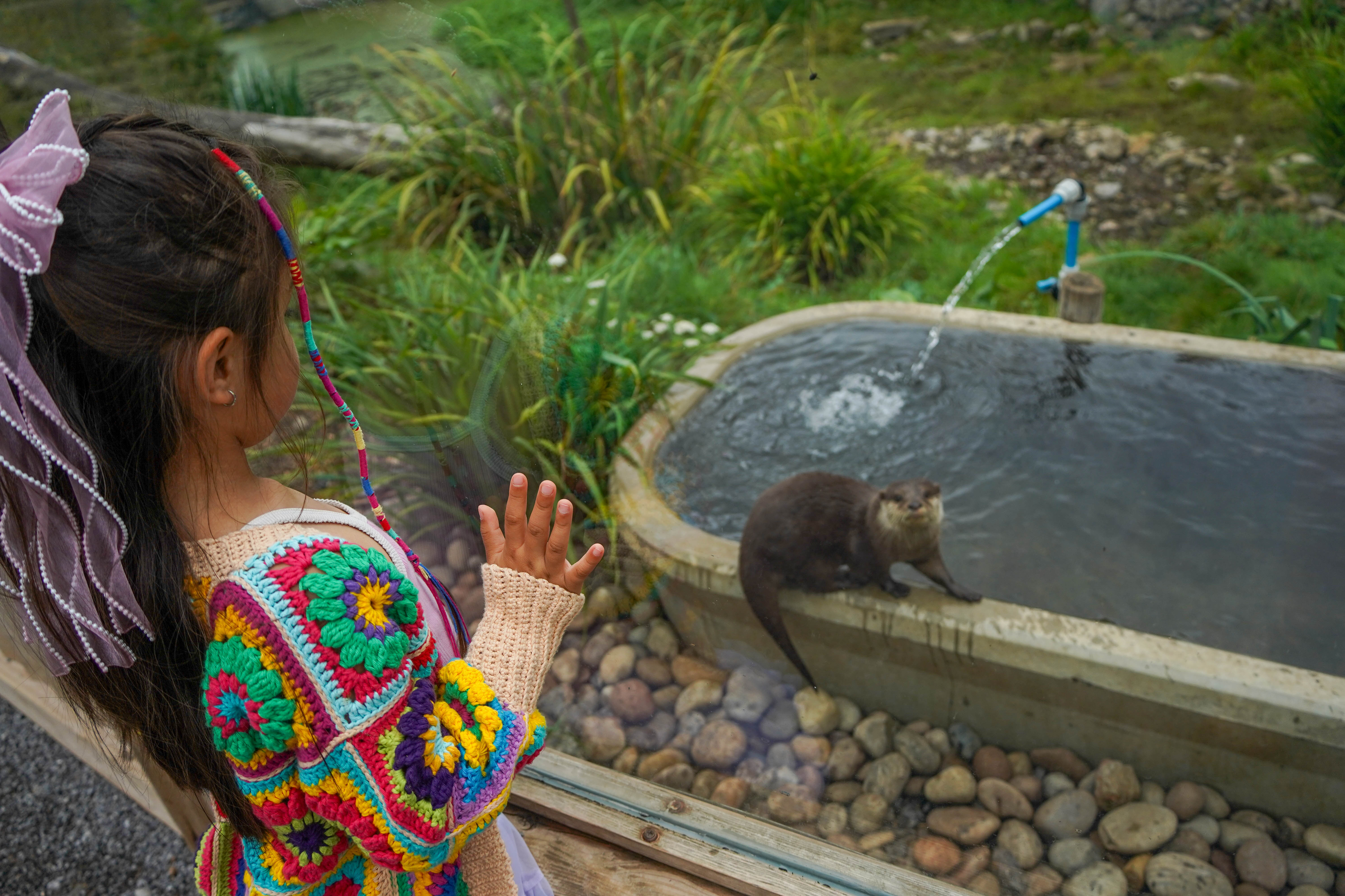 Young girl wearing a rainbow crochet cardigan watches an Asian Short Claw through the habitat window as it sits on its water bath.