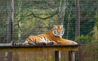 A tiger sat on a platform in his habitat looking into the camera.