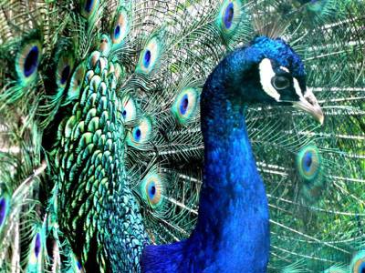 Peafowl 1