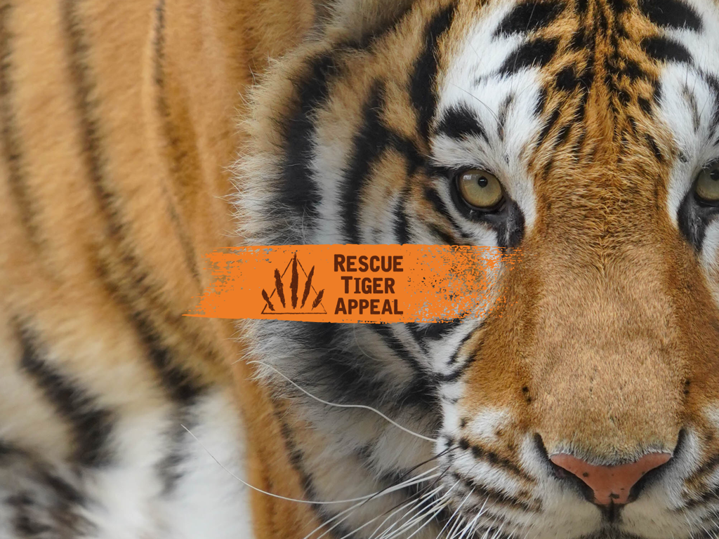 Tiger Rescue Ky Rescue Tiger Appeal