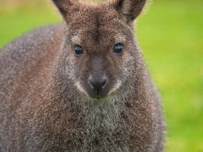 Bennets Wallaby