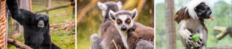 Primates