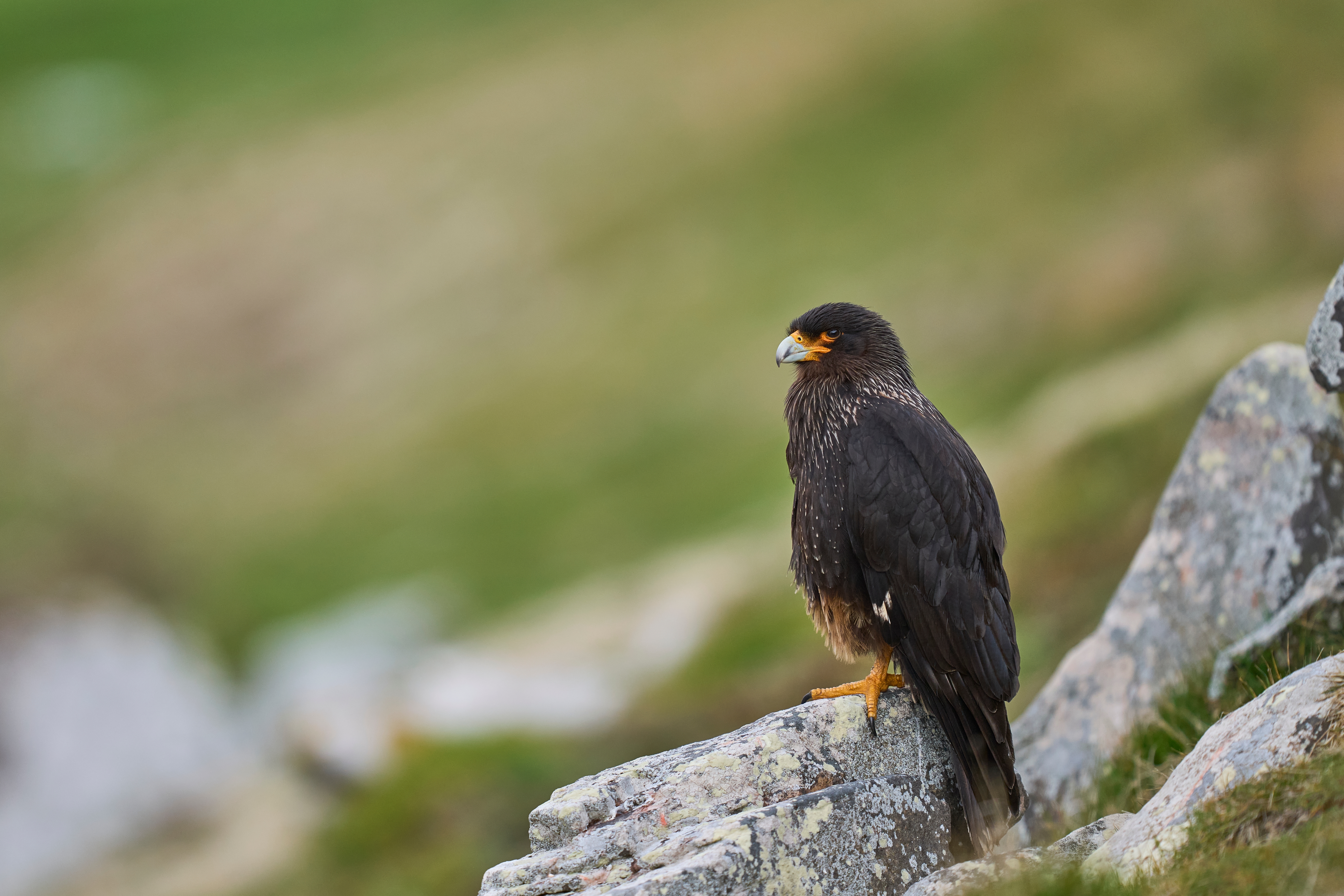 Straited Caracara Image