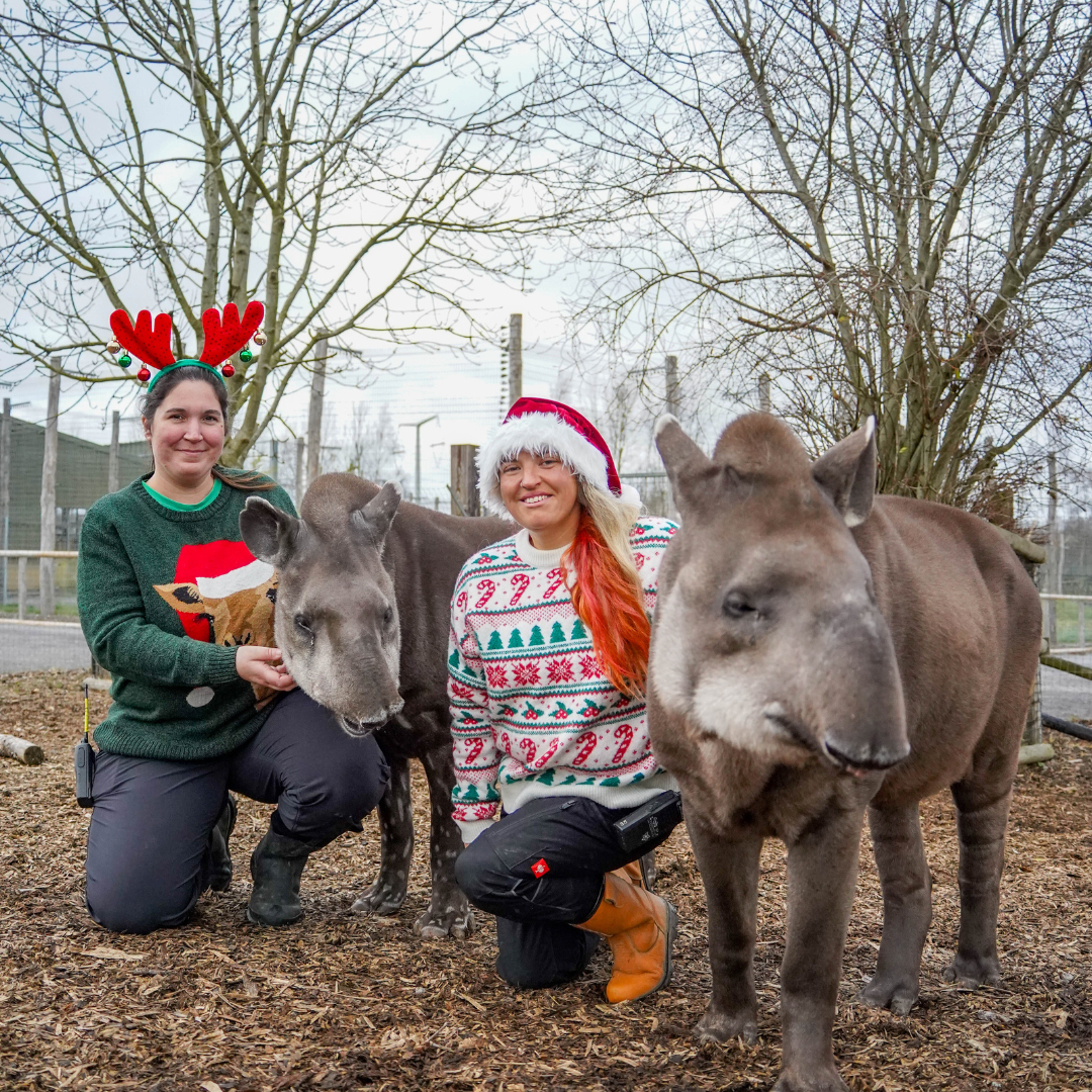 Two female West Section keepers in their Christmas jumpers pose for photograph with two tapirs for Christmas Jumper Day