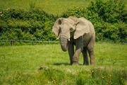 African Elephant walking towards the camera through grassy enclosure. 