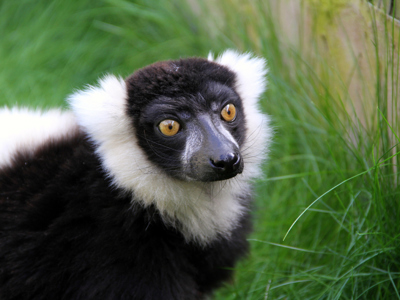 Ruffed Lemur 1