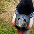 Crane By Doublehphotography