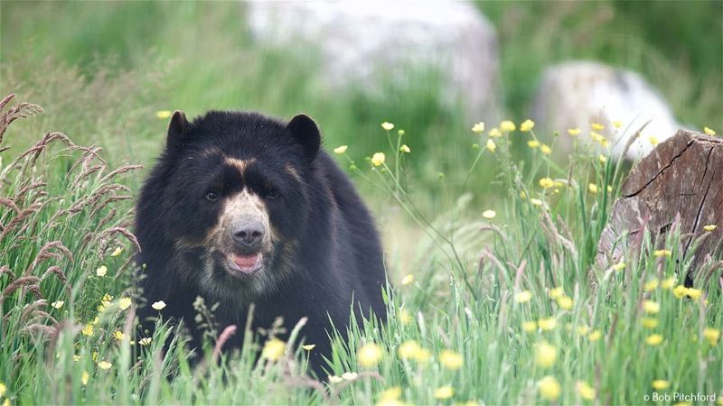 Breeding Spectacled Bear