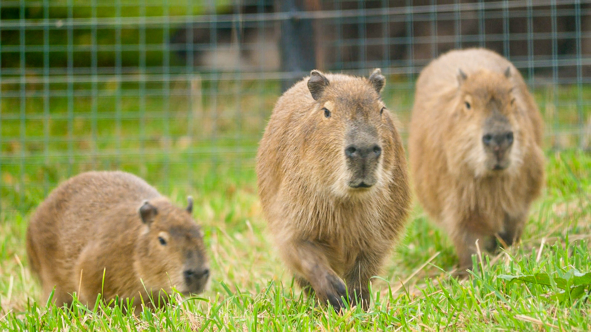 New Capybara Trio 1 Of 7