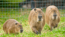 New Capybara Trio 1 Of 7
