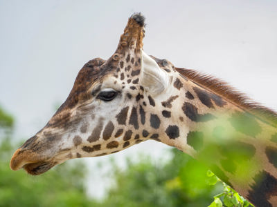Giraffejuly2025 (4 Of 6)