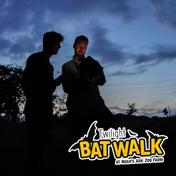 Bat Walk Ticket Image