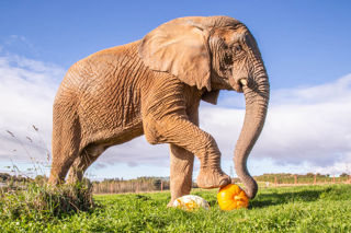 African Elephant Janu Squashes Giant Pumpkins Noahs Ark Zoo Farm Doug Evens