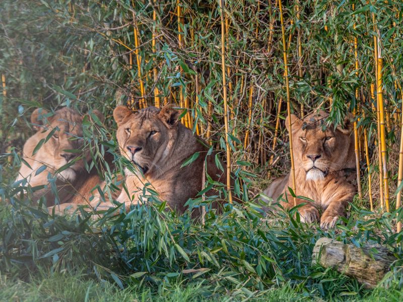 AfricanLion3