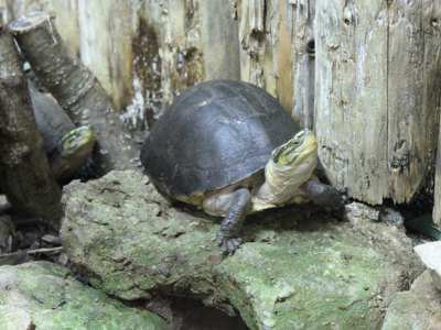 Southeast Asian Box Turtle 1